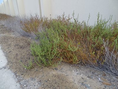 Suaeda aegyptiaca, photographed by Jacky Judas