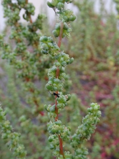 Suaeda aegyptiaca, photographed by Jacky Judas