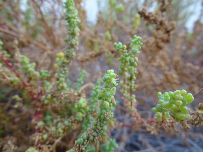 Suaeda aegyptiaca, photographed by Jacky Judas