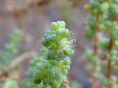 Suaeda aegyptiaca, photographed by Jacky Judas