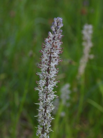 Hastingsia alba, photographed by desertnaturalist