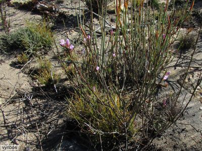 Heliophila scoparia, photographed by Chris Vynbos