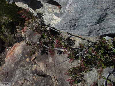 Searsia scytophylla, photographed by Chris Vynbos