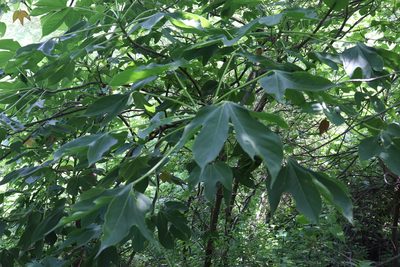 Gyrocarpus jatrophifolius, photographed by alejandrozab