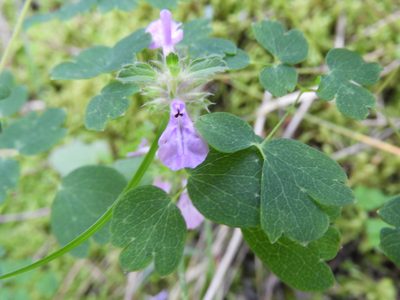 Stachys bigelovii, photographed by Leticia Jiménez Hernández