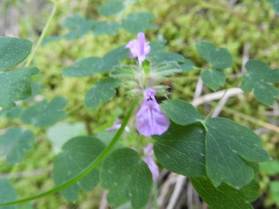 Stachys bigelovii, photographed by Leticia Jiménez Hernández