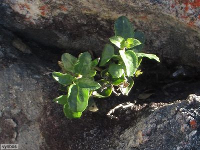 Teedia pubescens, photographed by Chris Vynbos
