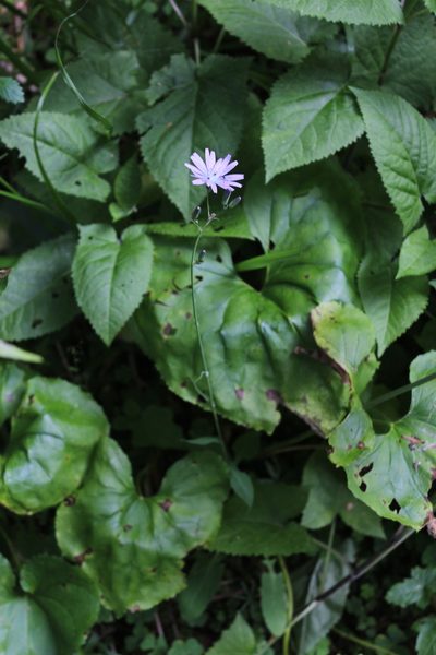 Lactuca racemosa, photographed by Dmitriy Bochkov