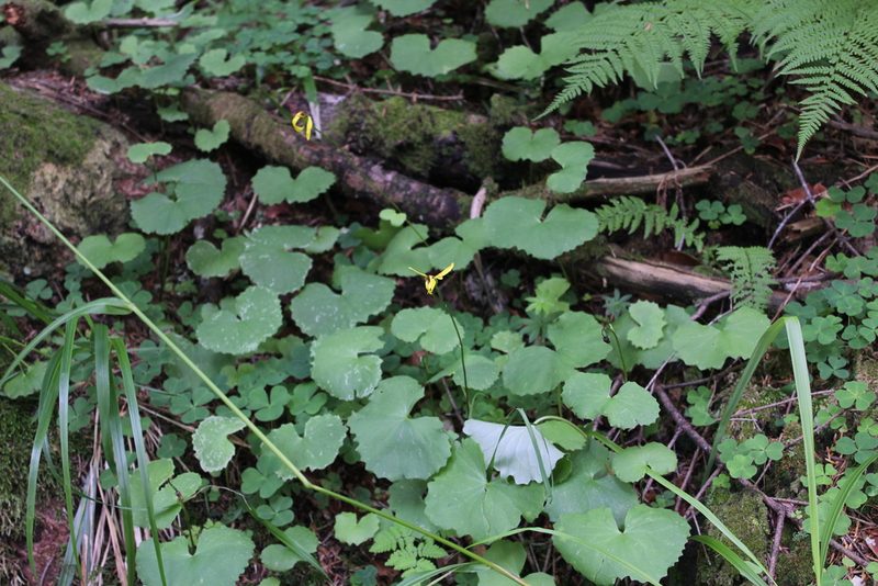 Dolichorrhiza renifolia, photographed by Dmitriy Bochkov
