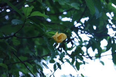 Tabernaemontana tomentosa, photographed by alejandrozab