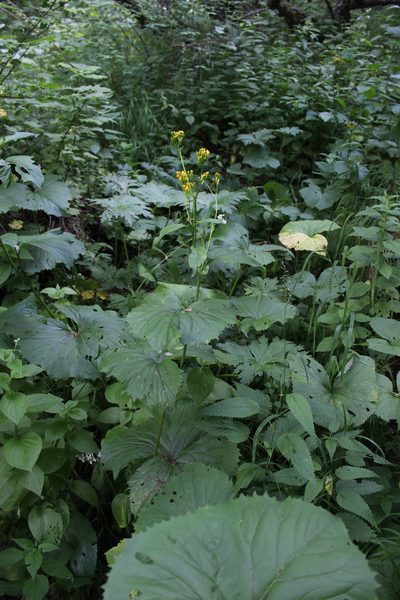 Caucasalia macrophylla, photographed by Dmitriy Bochkov