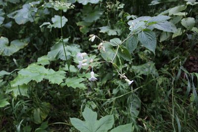 Silene macrophylla, photographed by Dmitriy Bochkov
