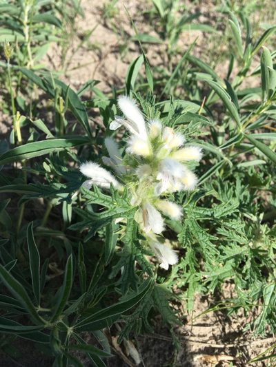 Panzerina lanata, photographed by Rose Zappa
