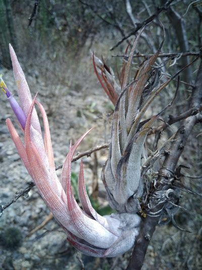 Tillandsia circinnatioides, photographed by alejandrozab