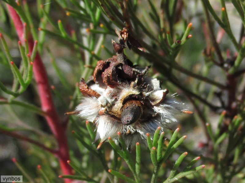 Serruria dodii, photographed by Chris Vynbos