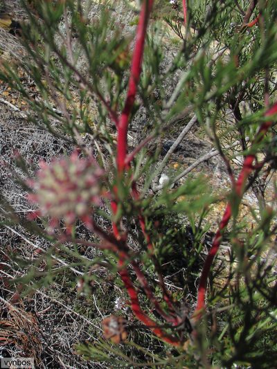 Serruria dodii, photographed by Chris Vynbos
