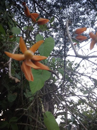 Juanulloa mexicana, photographed by alejandrozab