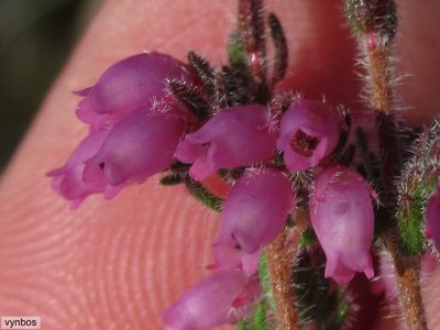 Erica cuscutiformis, photographed by Chris Vynbos