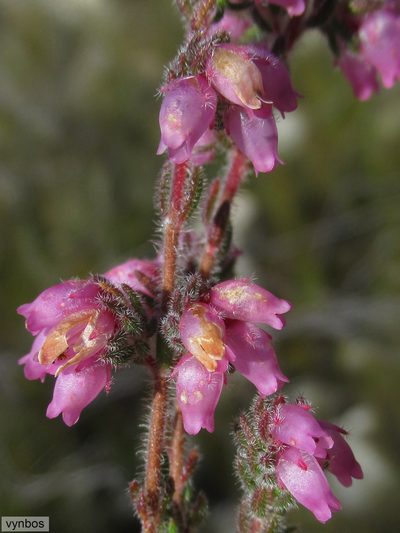 Erica cuscutiformis, photographed by Chris Vynbos