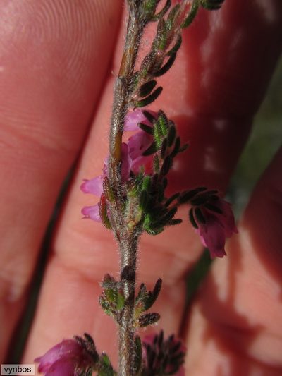 Erica cuscutiformis, photographed by Chris Vynbos