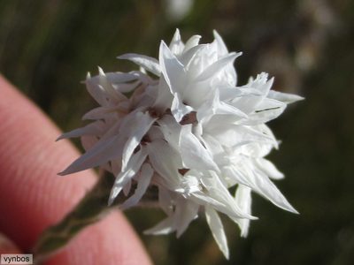 Brunia monogyna, photographed by Chris Vynbos