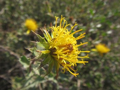 Berkheya spinosa, photographed by douglaseustonbrown