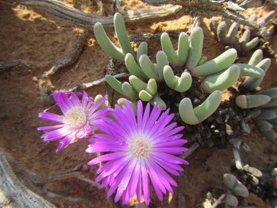 Cephalophyllum curtophyllum, photographed by douglaseustonbrown