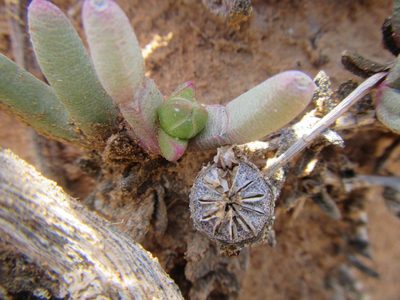Cephalophyllum curtophyllum, photographed by douglaseustonbrown
