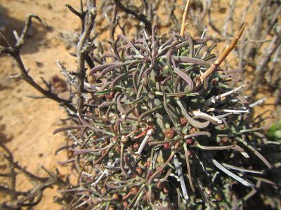 Euphorbia multiceps, photographed by douglaseustonbrown