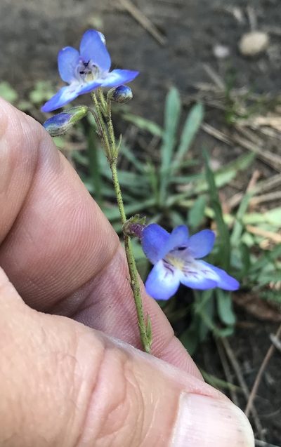 Penstemon griffinii, photographed by Northcut