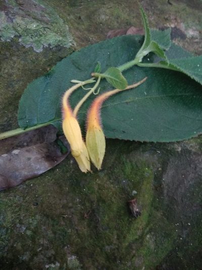 Solenophora tuxtlensis, photographed by alejandrozab