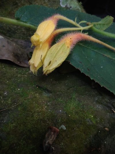 Solenophora tuxtlensis, photographed by alejandrozab