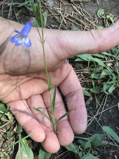Penstemon griffinii, photographed by Northcut