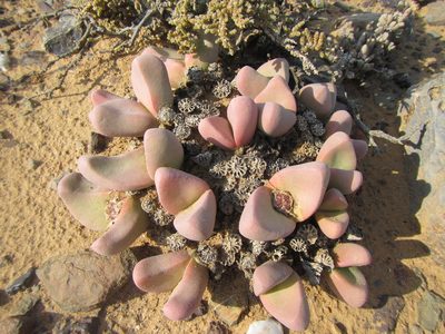 Tanquana prismatica, photographed by douglaseustonbrown