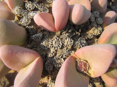 Tanquana prismatica, photographed by douglaseustonbrown