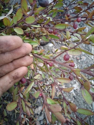 Ximenia parviflora, photographed by alejandrozab