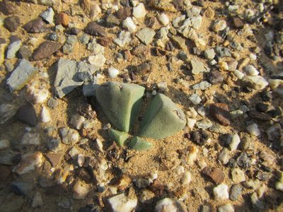 Didymaotus lapidiformis, photographed by douglaseustonbrown