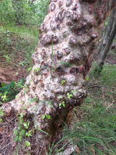 Commiphora caudata, photographed by P Jeganathan
