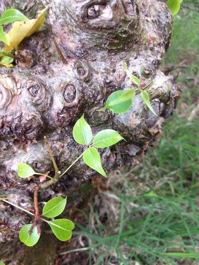 Commiphora caudata, photographed by P Jeganathan