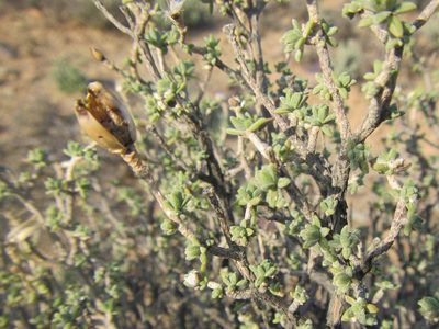 Pteronia ciliata, photographed by douglaseustonbrown
