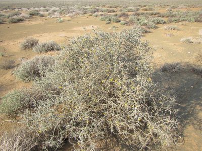 Othonna pteronioides, photographed by douglaseustonbrown