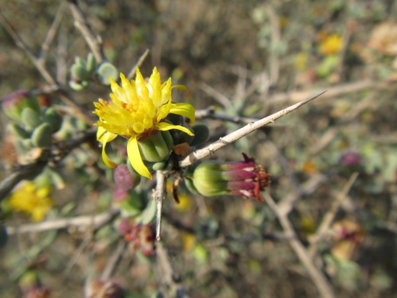 Othonna pteronioides, photographed by douglaseustonbrown
