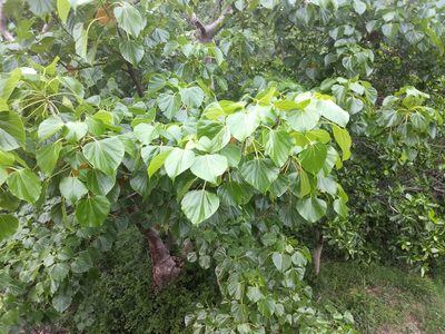 Gyrocarpus americanus, photographed by P Jeganathan