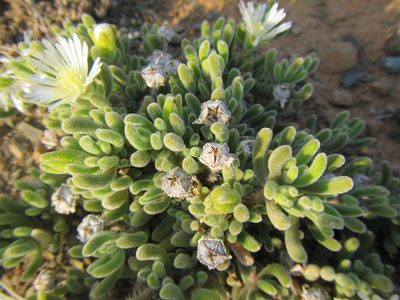 Drosanthemum framesii, photographed by douglaseustonbrown