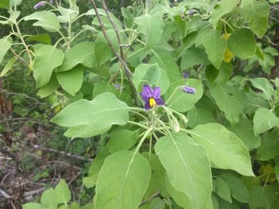 Solanum pubescens, photographed by P Jeganathan