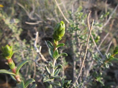 Pteronia viscosa, photographed by douglaseustonbrown