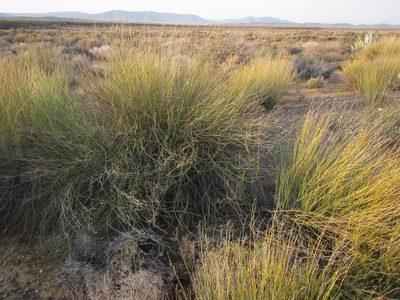 Deverra aphylla, photographed by douglaseustonbrown
