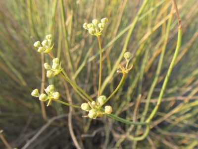 Deverra aphylla, photographed by douglaseustonbrown