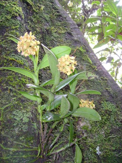 Epidendrum anceps, photographed by Paul Prior