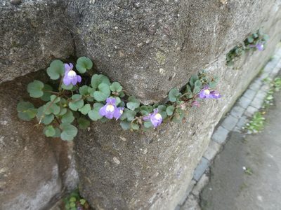 Cymbalaria pallida, photographed by kitbeard
